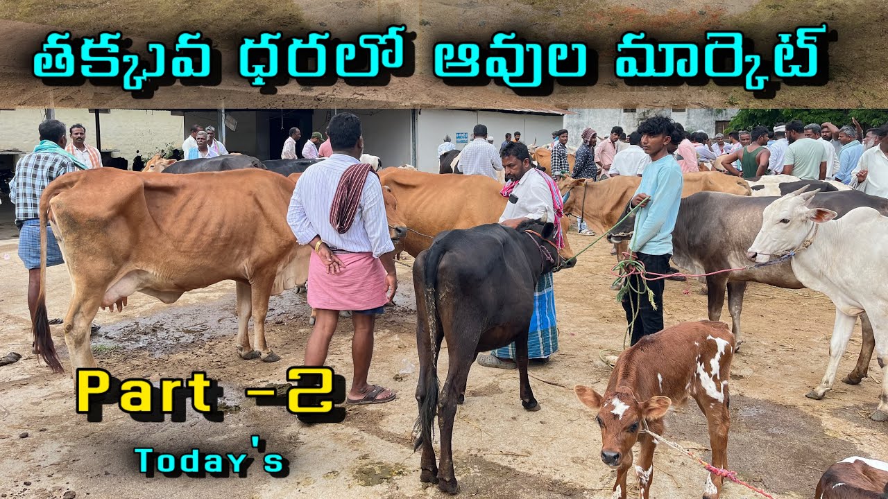 Cow bull market pileru #​⁠@lksa1506 for paid promotion's  cell ; 9515 91 3874