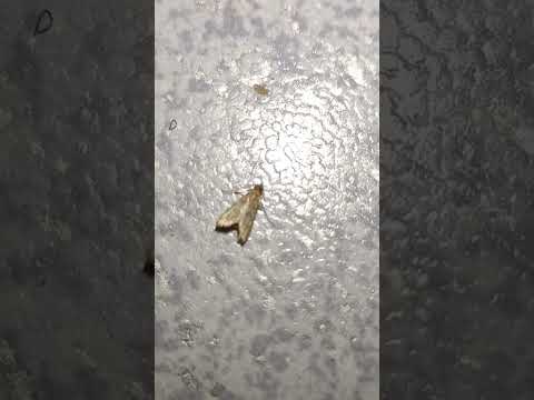 ثقوب بالملابس والسبب فراشة العث   