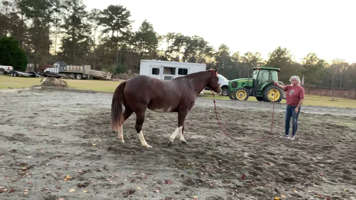 Downunder Horsemanship Method Advanced Exercises