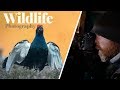 Photographing black grouse | Wildlife photography with Oddbjørn Austevik