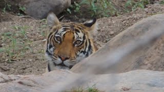 The Gaze of a Wild Tiger