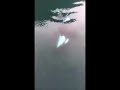 A pair of curious orcas (female and male) swimming just under the boat