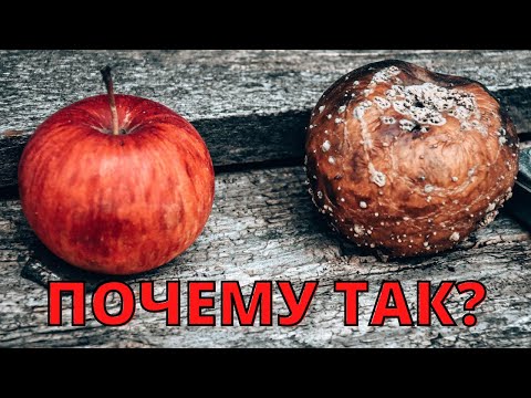 Почему гниют яблоки при хранении и как их сохранить