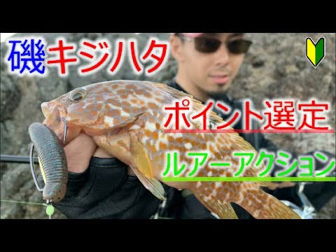 磯ロック 初心者必見 磯でのキジハタゲーム基礎知識 リグ アクション方法 ポイント解説 Youtube