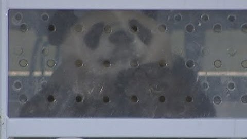 Giant pandas arrive in Edinburgh