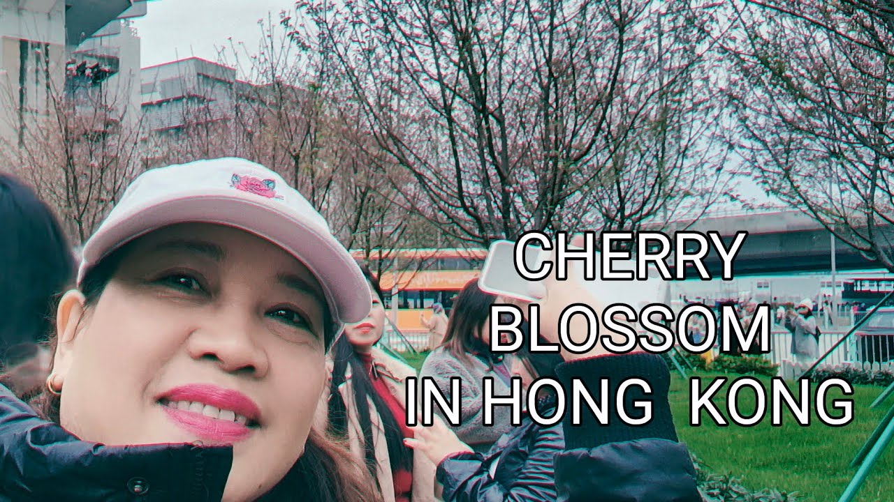 CHERRY BLOSSOMS GARDEN HONG KONG🌸HOW TO GET THERE / TUNG CHUNG mtr exit ...