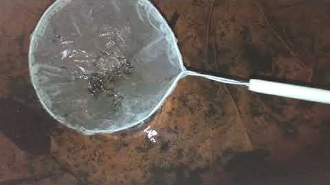 Cho Cà Cuống 1 ngày tuổi ăn nòng nọc, cà cuống săn mồi. Cà cuống Miền Bắc