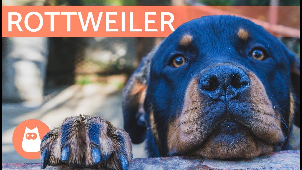 Perro Rol El perro ROTTWEILER - Razas de perros grandes - YouTube