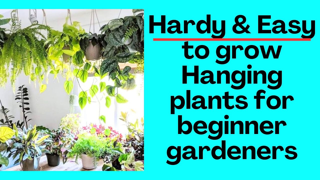 Hardy & Easy to grow Hanging plants for beginner gardeners YouTube