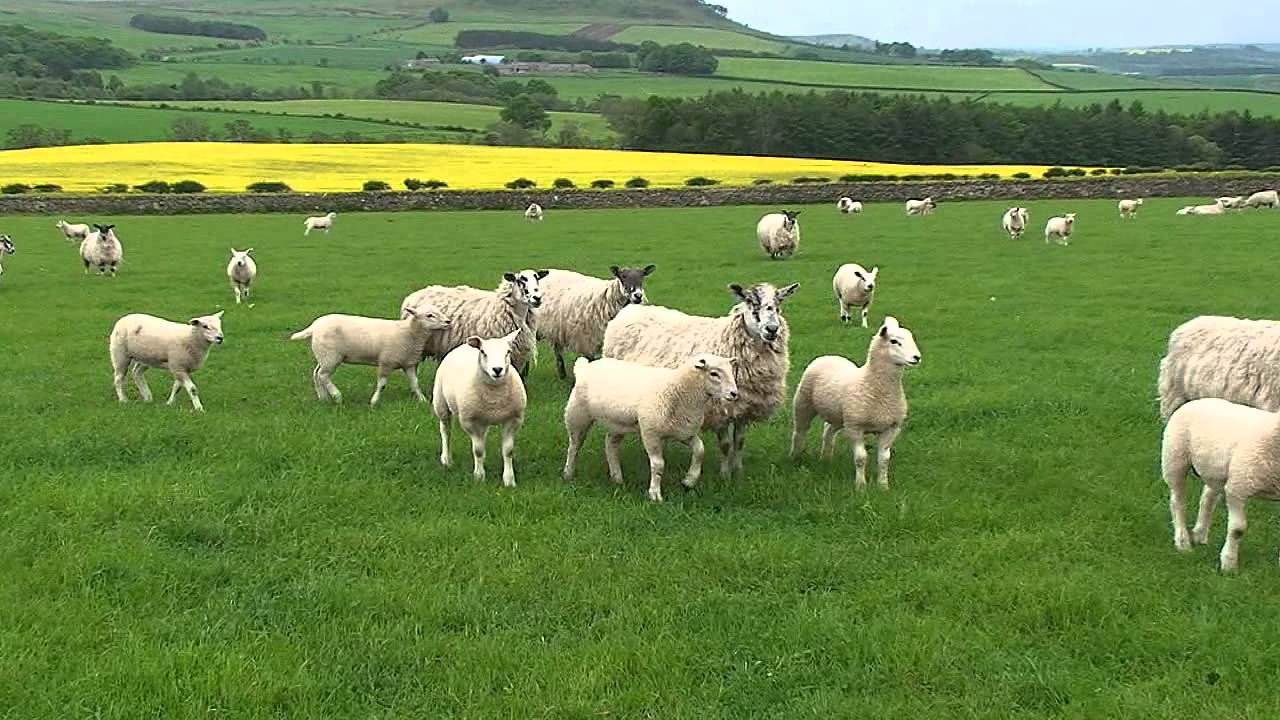 Texel Sheep Society 'Focus Farm' - Hepburn Farms, Wooler 
