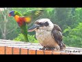 *NEW* 1-hour TV for Birds - Oz  Birds