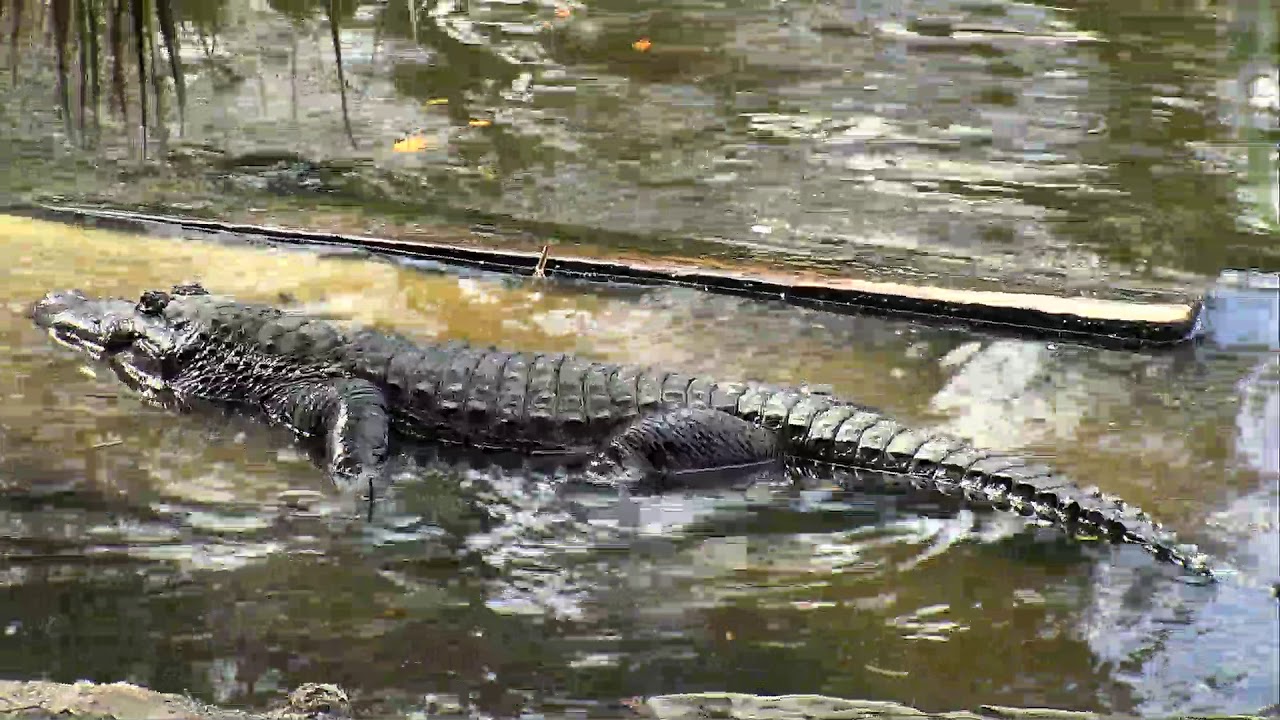 video phone beyonce mp3 Alligator Swamp and Spoonbills Cam 09-19-2018 12:38:44 - 13:38:45