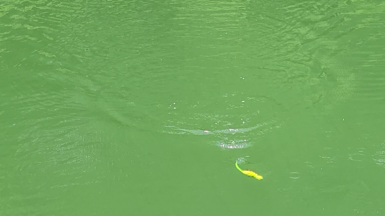 Swimbait Review: Illude/Lunker Fighter Diesel Lizard and Diesel XL