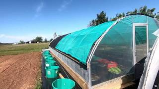 Frost damage and planting tomatoes