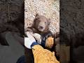 Pure Friendship Between Manand Bear#Bear #BearBonding#HumanAndBear #Bear Friendship#wildlife