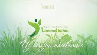 Планета жизни - Из жизни насекомых (3 этап)