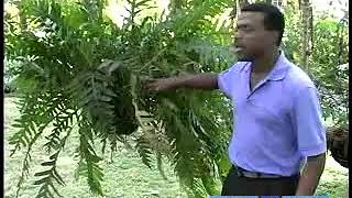 What Are Polypodium Ferns?
