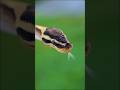 #ballpython #pastelpied #snake #nailart #nailinspo #animallovers #reptiles #nailart #shorts #fyp
