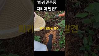 금속탐지기로 &quot;희귀 골동품 다리미 발견!&quot;Metal Detection in