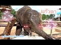 อาก้อนแก้วตา🐘รู้ประสาเกินคน💗นอนกลางวันตื่นมาร้อนหนูก็ยืนอาบน้ำปะแป้งเองเลย🐘💦