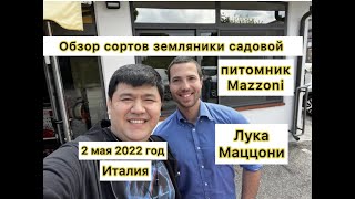 Обзор сортов клубники в питомнике Mazzoni.