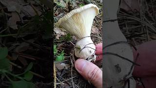 ГОВОРЯЩИЙ ГРИБ!!! О чём говорит Говорушка булавоногая?