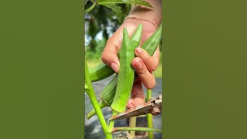 simple tricks and tips for harvesting okra using sharp scissors #shorts