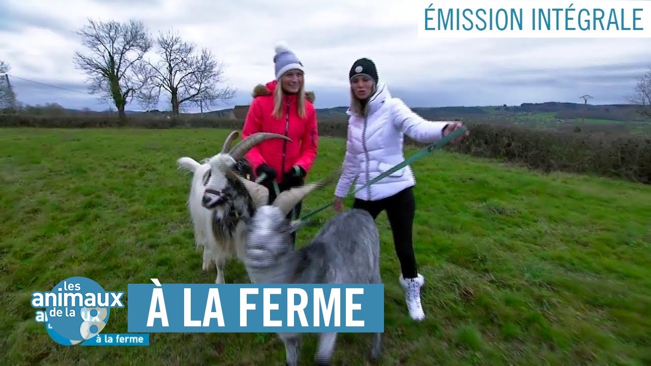 LES ANIMAUX DE LA 8 À LA FERME - ÉMISSION INTÉGRALE