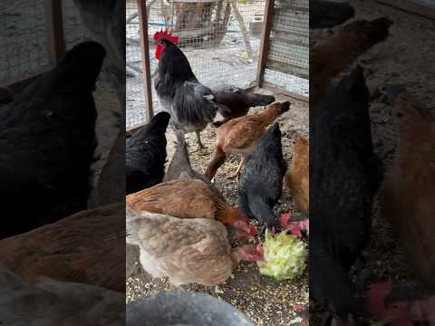 Karışık sürünün yeşillik ziyafeti 🥬 #lahana #marul #tavuk #horoz #salad #hens #rooster #chicken