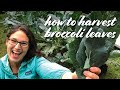 Harvesting Edible Broccoli Leaves: 5 TIPS!