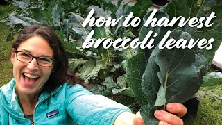 Harvesting Edible Broccoli Leaves: 5 TIPS! by ReSprout 34,419 views 3 years ago 5 minutes, 14 seconds