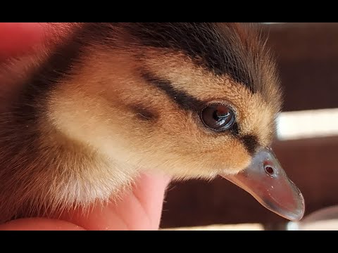 👉 Cómo Cuidar un Pato Desde que Nace 🐣 hqdefault