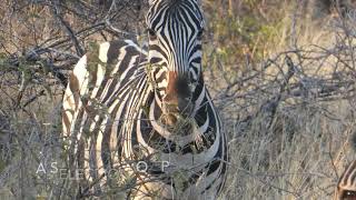 23rd September: Etosha