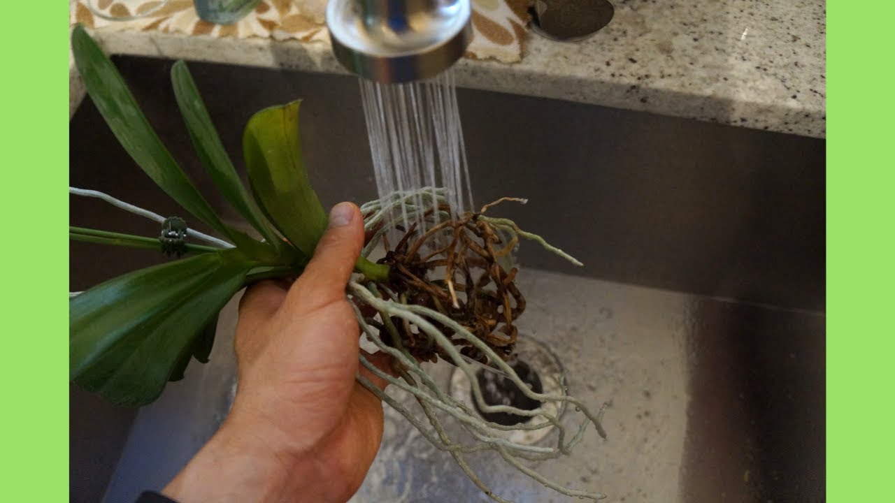 Repot Orchid With Crazy Aerial Roots | Steps And Tips | Orchid Growing Care Tips