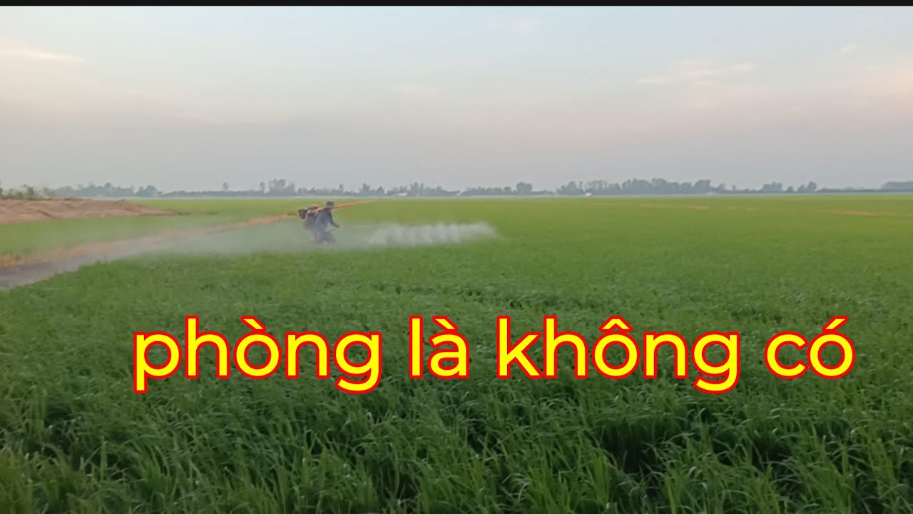 37 ngày xịt phòng đạo ôn và sâu ung thư