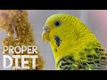 Budgie Food - Budgie diet for proper care