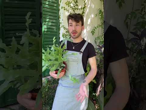 Video: Cultivo de helechos mosquito: Cómo cultivar una planta de helecho mosquito