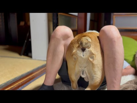 いつもまんまと捕まってしまうブルドッグまめ