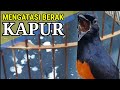 Mengatasi MURAI BATU berak KAPUR 💯 AMPUH