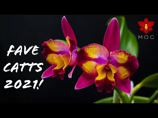 Favorite Cattleya Orchids in 2021 - Must Haves for any Cattleya collection! 🥰 class=
