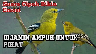 Suara Sirtu Pikat Di jamin Sirtu/Cipoh Lain Ikut Emosi 😱