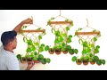 Money Plant / Money Plant Decoration / Wall Planter Ideas / Gardening Ideas for Home