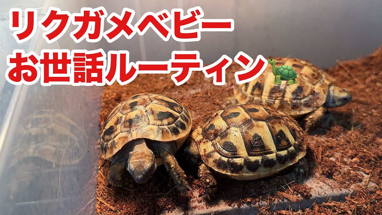 ヘルマンリクガメベビー、1日の飼育をまとめました。