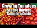 How to Grow Tomatoes from Seed to Harvest // Complete Gardening Guide with Digital Table of Contents