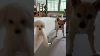 개는 주인을 닮는다 #믹스견 #시고르자브종