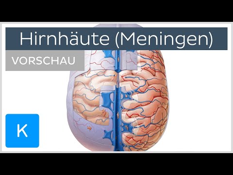 Video: Unterschied Zwischen Dura Mater Des Gehirns Und Des Rückenmarks