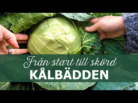 Video: Kompetent Odling Av Kålplantor