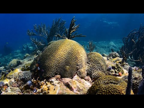 ReCoral: Giving coral a home among our wind turbines