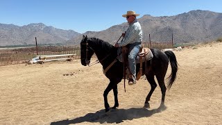 Teaching Your Horse to Stop Off Your Seat...Again!