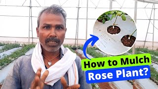 How to Mulch Rose Plant